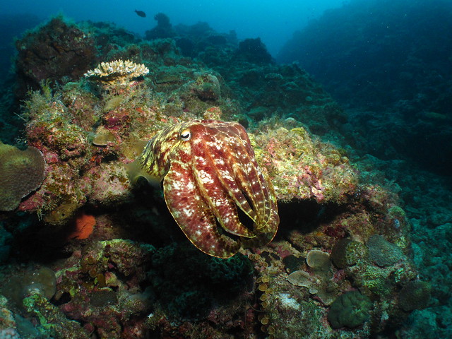 Cuttlefish:コブシメ:墨魚