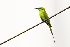 Bangladesh Birds