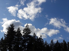 Puffy white clouds, blue sky, black trees, bright day, background, Washington State, USA