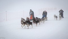 Course de chiens de traineaux aux Fourgs (Doubs)