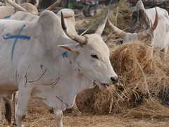 Senegal 03 Cattle Market