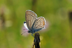 Butterflies & Moths of France