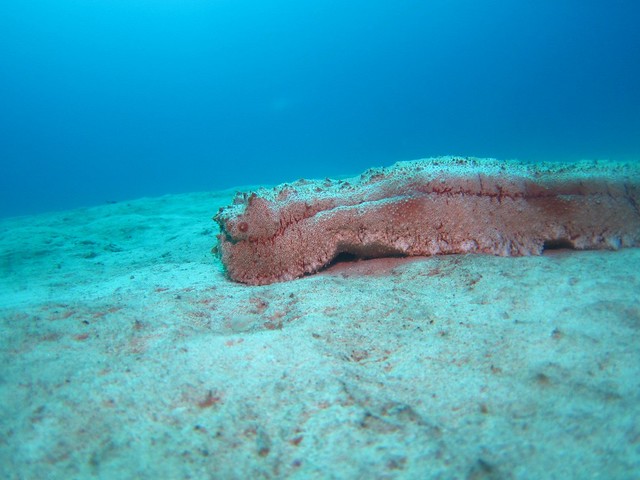Anax Sea Cucumber:アデヤカバイカナマコ:巨梅花參