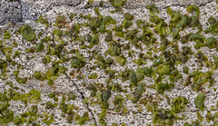 Prasiola (algae, sometimes lichenized with Mastodia tessellata)