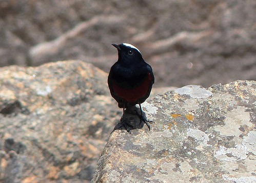 White-capped Redstart - Male - Wesetern Himalayas ~2300m Altitude