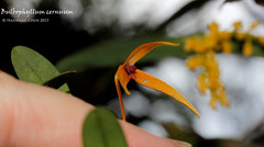 Bulbophyllum cernuum (Orchidaceae)