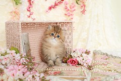 Golden Persian Kittens