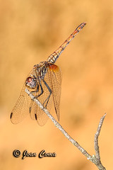 Libèl·lules / Libélulas / Dragonflies