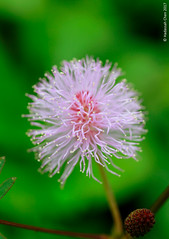 Mimosa pudica (Fabaceae)