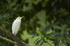 Birds (Colombia)