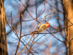 Red-bellied woodpecker (melanerpes carolinus)