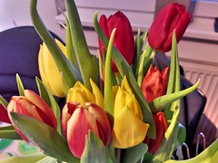 Valentine's Tulips