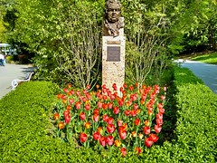 Memorial and tulips