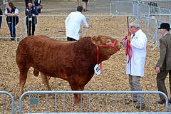 Cattle Classes - Devon County Show - May 2017