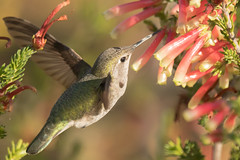 DSC_0115.jpg Anna's Hummingbird, UCSC Arboretum