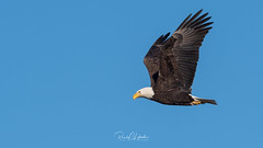 Bald Eagles of the Jersey Shore | 2018