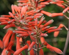 Aloe zebrina - Gestreifte Aloe