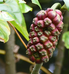 Moucou-moucou (Montrichardia arborescens) fruit ...