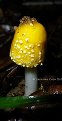 Amanita species from Malaysia