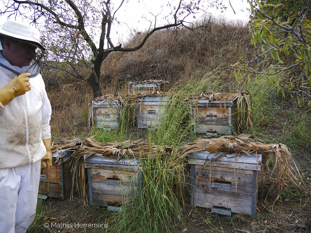 VIDEO: Hoe leven de Spaanse honingbijen
