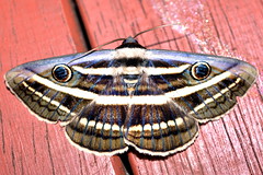 Australian moths (pooled)