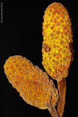 Artocarpus kemando (Moraceae)