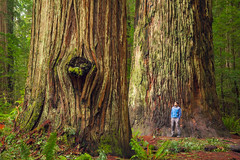 Cascadia Forest Giants