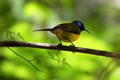 Birds of Western Himalayas - 2 🍃