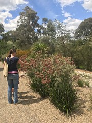 australian national botanic garden