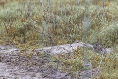 Silvilago orientale - Sylvilagus floridanus - Lapin à queue blanche alias MiniLepre 