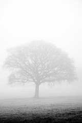 Trees & Fog