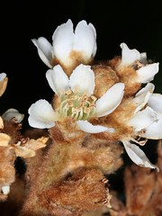 ROSACEAE - Eriobotrya japonica