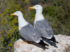 GAVIOTA PATIAMARILLA. Yellow-legged Gull. (Larus michahellis).