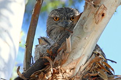 Woodville Tawny Frogmouth