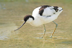 Alfaiate (Recurvirostra avosetta)