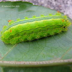 Limacodidae caterpillar from Singapore