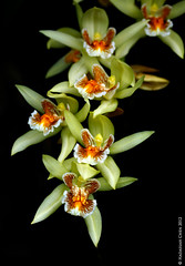 Coelogyne species (Orchidaceae)