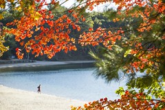 Autumn at Walden Pond