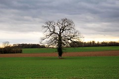 L'arbre aux 4 saisons