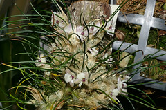 orchid species i've bloomed #13 (full)