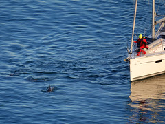 Dolphins - Berry head