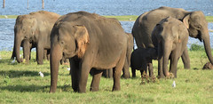 Elephants national park Sri Lanka and orphanage