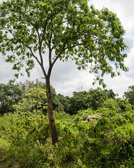2017 décembre Arusha Landscape