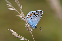 Butterflies - Lycaenidae (modrásci)