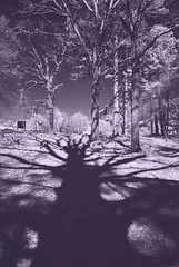 Cemetery in Infrared