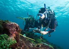 Reef Life Survey (RLS)