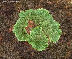 Lichens of Thailand