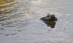 Giant Amazon River Turtle (Podocnemis expansa) (Captive specimen)