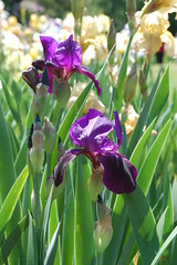 Iris Gardens-2009