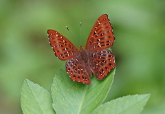 Fung Yuen Butterfly Reserve